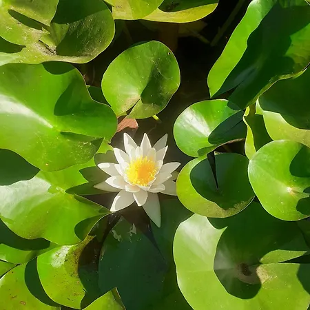 La D'hot'ize Bouillé-Courdault