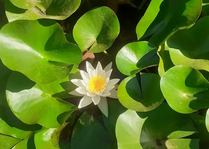 La D'hot'ize Bouillé-Courdault